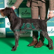 German Wirehaired Pointer