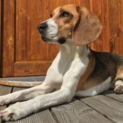 Treeing Walker Coonhound