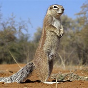 African Ground Squirrel