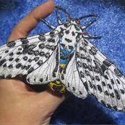 Giant Leopard Moth