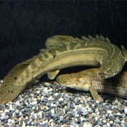 Lapradei Bichir