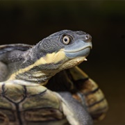 Bellinger River Turtle