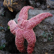 Starfish