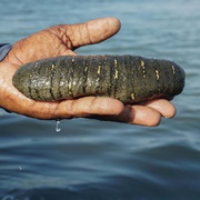 Sea Cucumber