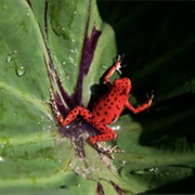 Red Frog Beach, Panama