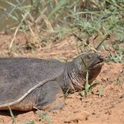 Nile Soft-Shelled Turtle