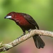 Silver Beak Tanager