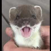 Stoat