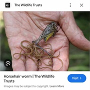 Horsehair Worm