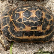 Spider Tortoise