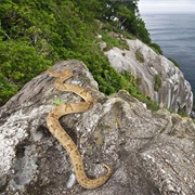 Snake Island, Brazil