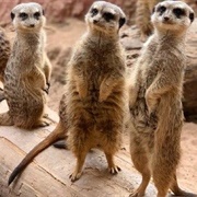 Pet a Meerkat