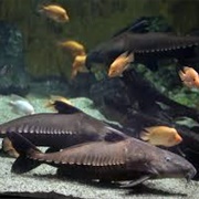 Ripsaw Catfish