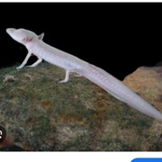 Texas Blind Salamander