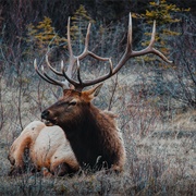 Rocky Mountain Elk