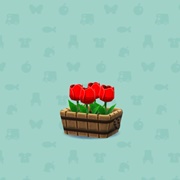 Potted Red Tulip