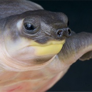 Pig-Nosed Turtle