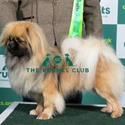 Tibetan Spaniel