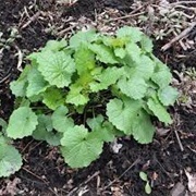 Garlic Mustard