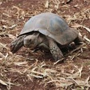 Asian Brown Tortoise