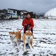 Odate, Akita, Japan