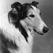 Lassie