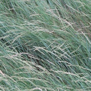 Western Wheatgrass