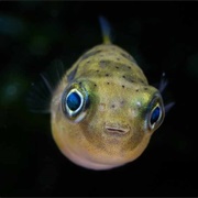 Pea Puffer