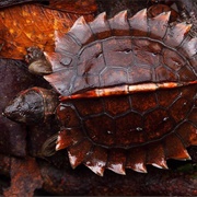 Spiny Turtle