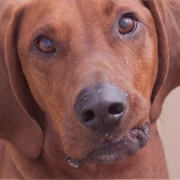 Redbone Coonhound