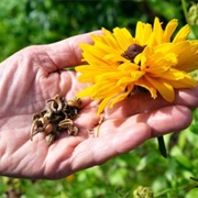 Collect Flower Seeds