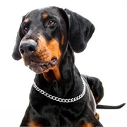 Dobermann