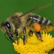 Honeybee