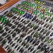 Daintree Entomological Museum