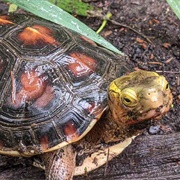 Chinese Box Turtle