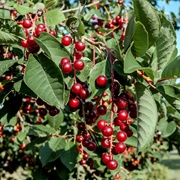 Chokecherry