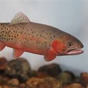 Bonneville Cutthroat Trout