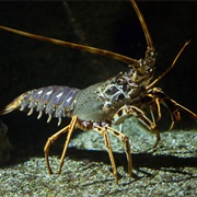 Common Lobster