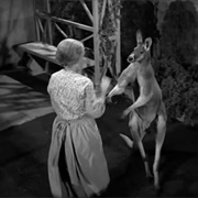 The Beverly Hillbillies: &quot;The Giant Jackrabbit&quot; (S2,E16)