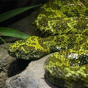 Mangshan Pit Viper