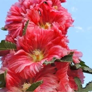 Edible Hollyhocks