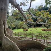 Dr. Rafael M. Moscoso National Botanical Garden