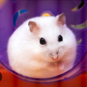 Winter White Hamster