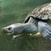 Malaysian Painted Turtle