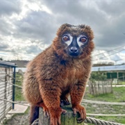 Red Bellied Lemur