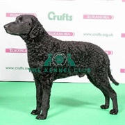 Retriever (Curly Coated)