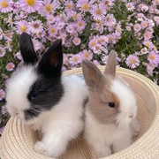 Bunnies