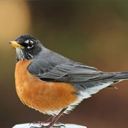 American Robin