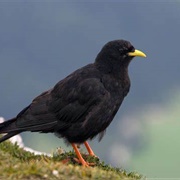 Alpine Chough