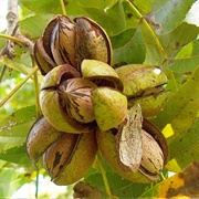 Pecan Tree